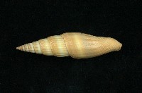 藏品(紅筆螺)的圖片